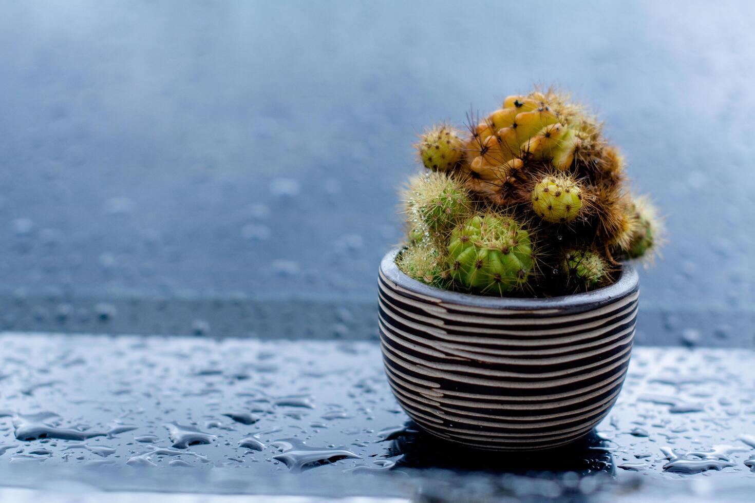 The cactus is planted in a small, cute, colorful pot with sharp thorns to protect itself from pests and insects. photo