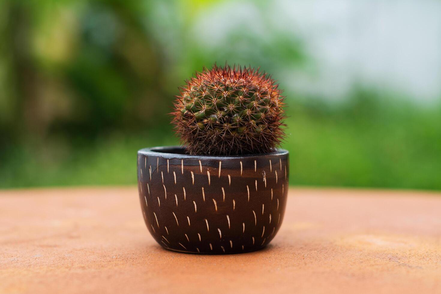The cactus is planted in a small, cute, colorful pot with sharp thorns to protect itself from pests and insects. photo