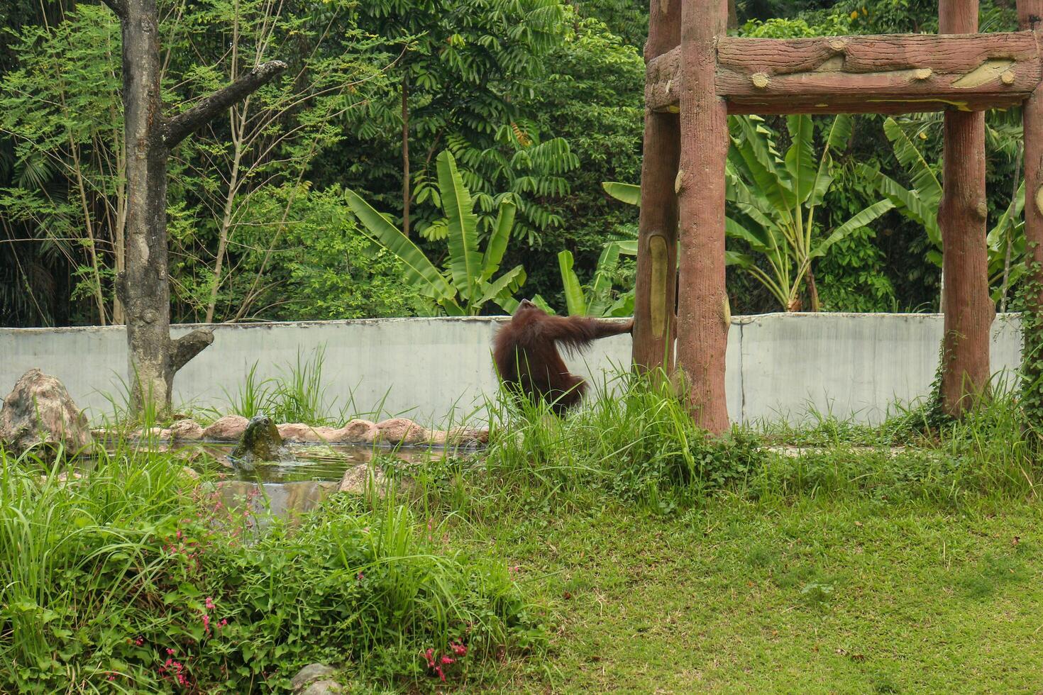 An orangutan sitting in its enclosure at a zoo. photo
