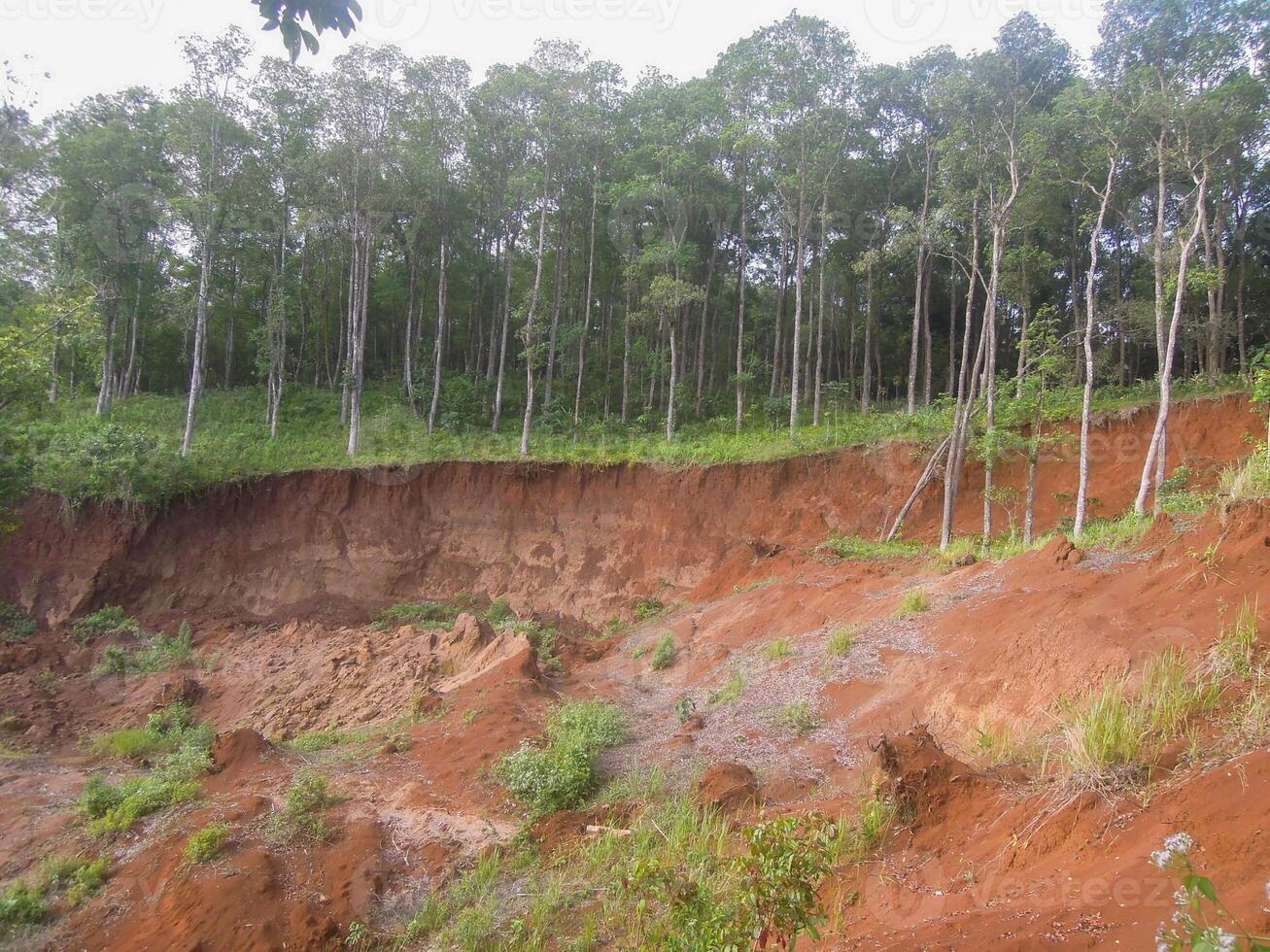 A red hillside with trees and dirt photo