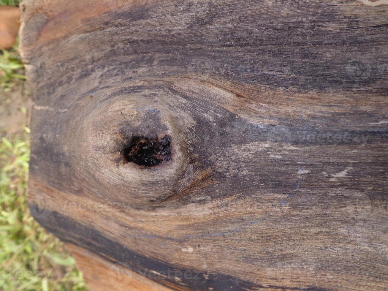 A close up of a tree trunk with a hole in it photo