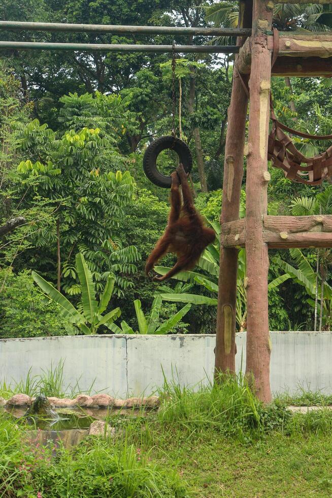 Orangutan swinging on a tire at a zoo. photo