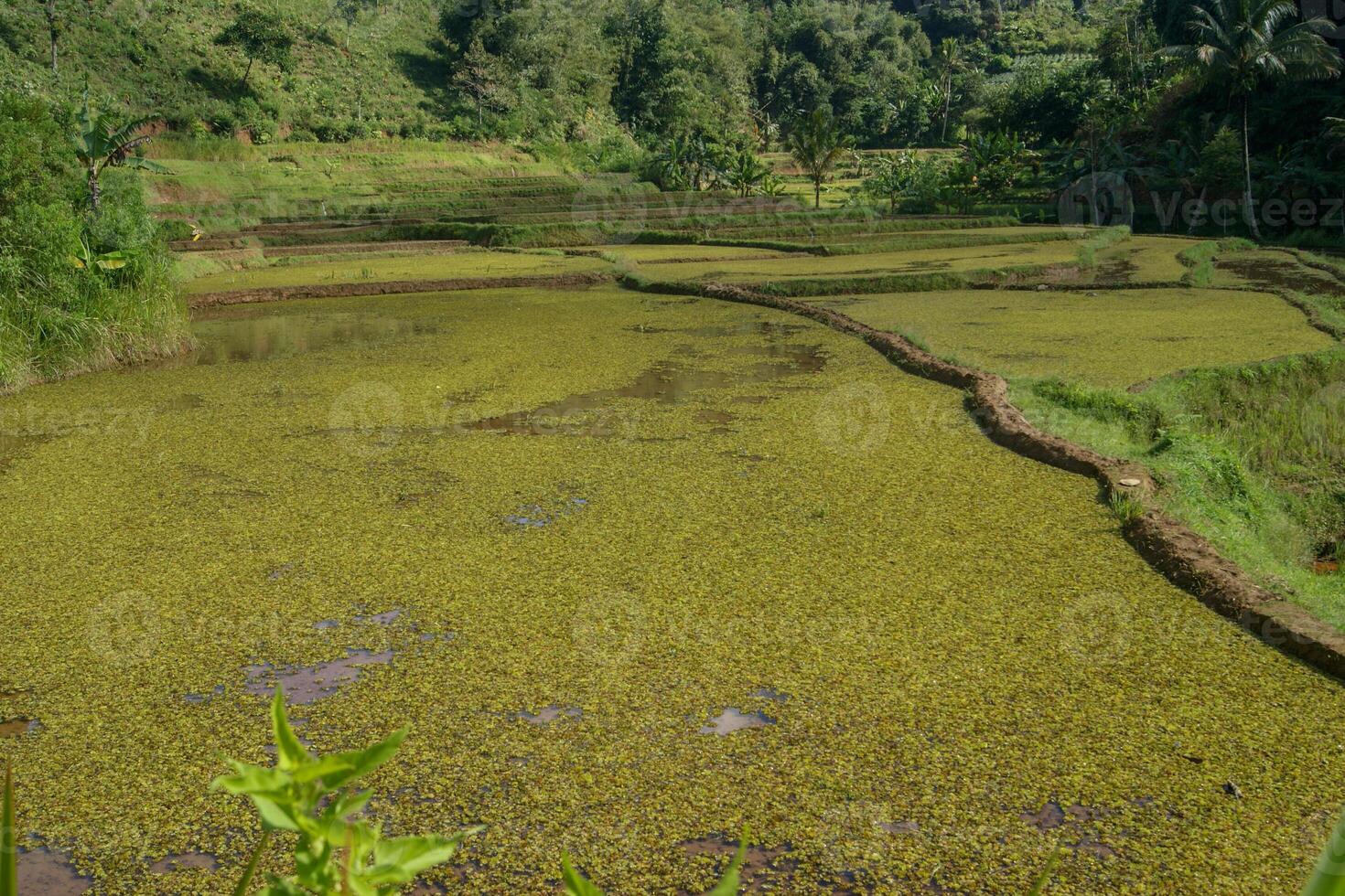 A field of green grass photo