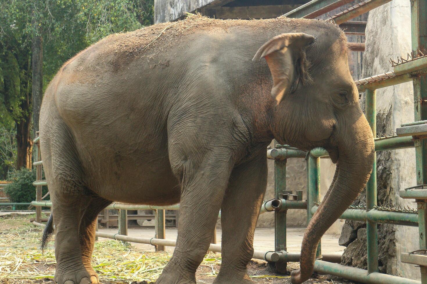 Elephant standing in zoo enclosure. photo