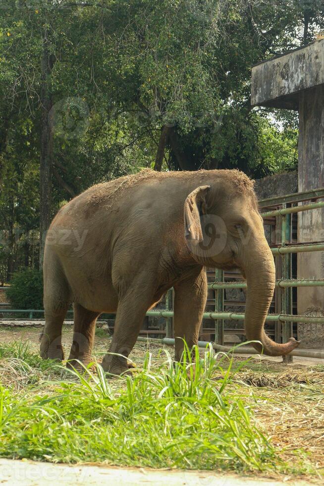 un elefante en pie en un recinto, mirando calma y sereno. foto