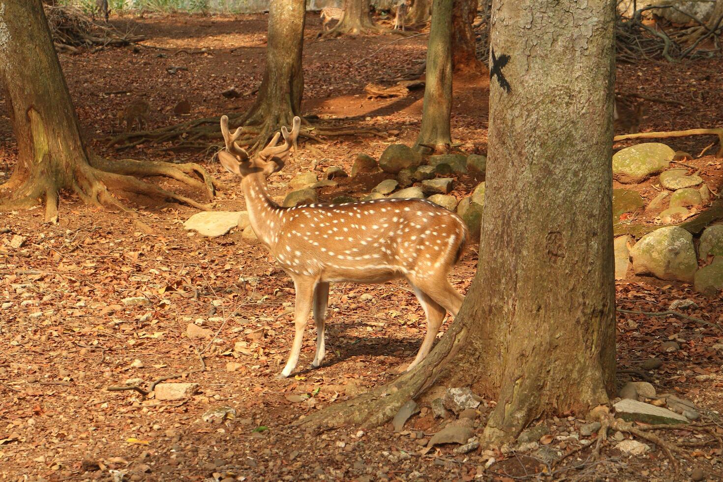 A spotted deer standing near a tree in a forest photo