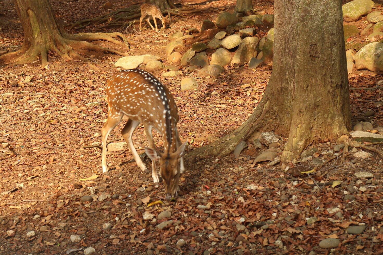 A spotted deer grazing in a forest photo