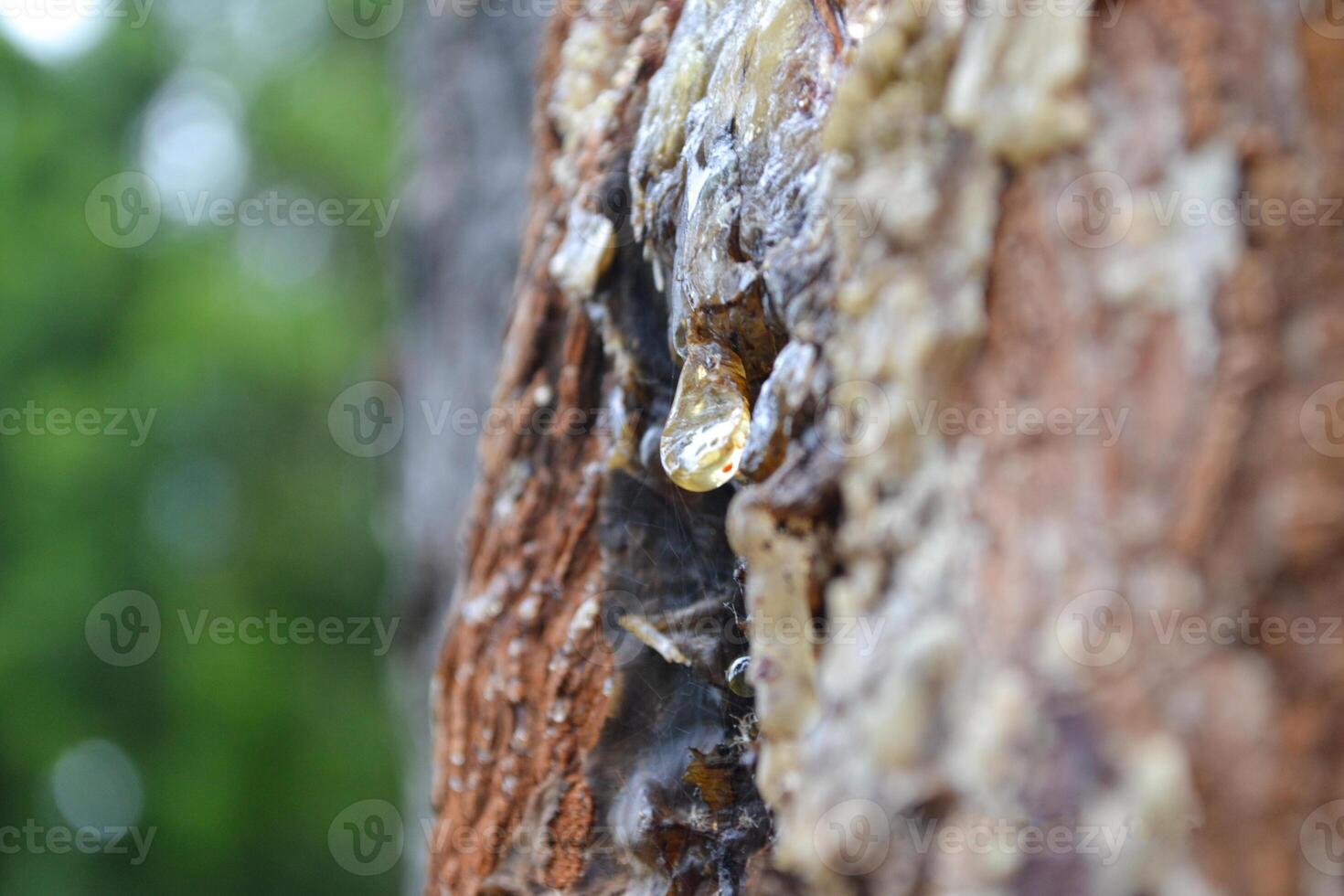 A close up of a tree with a lot of water on it photo