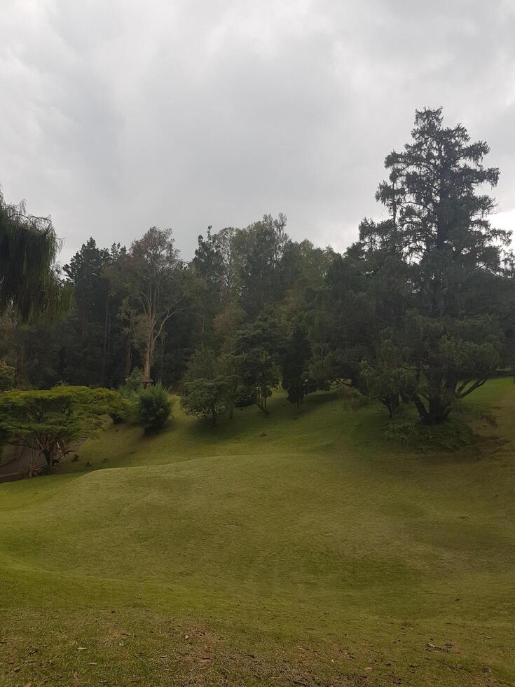 A grassy field with trees and a few palm trees photo