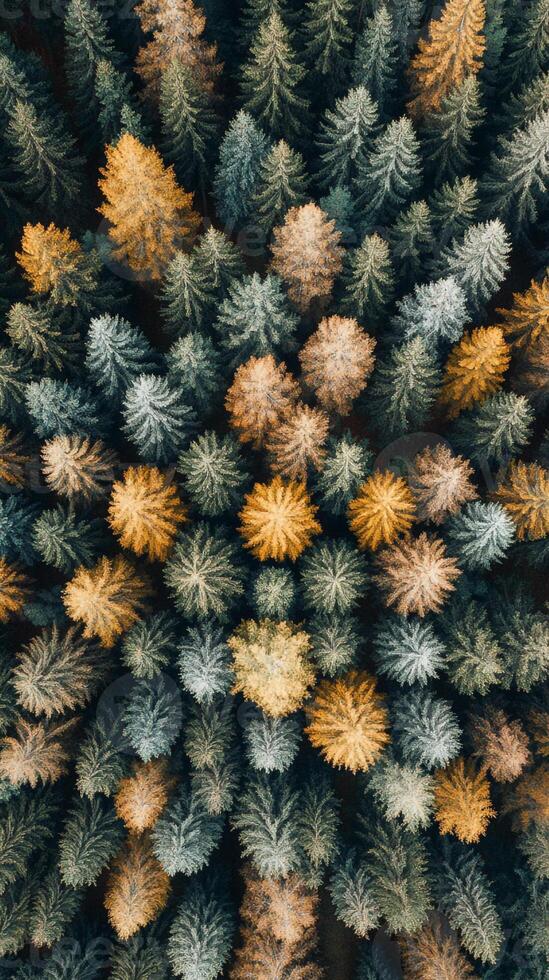 An aerial view of a forest with many trees photo