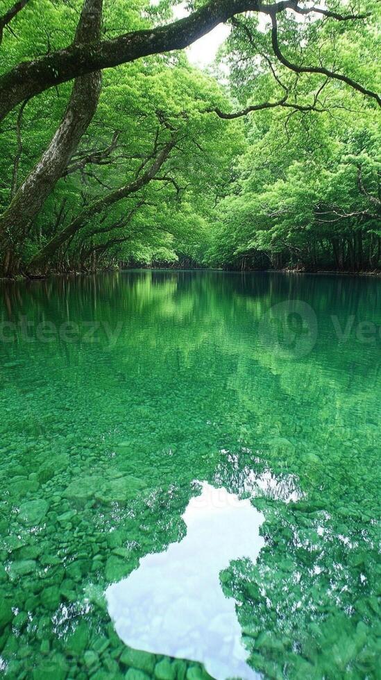 A river with green water and trees in the middle of a forest photo