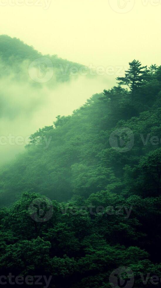 A green forest with trees and fog photo