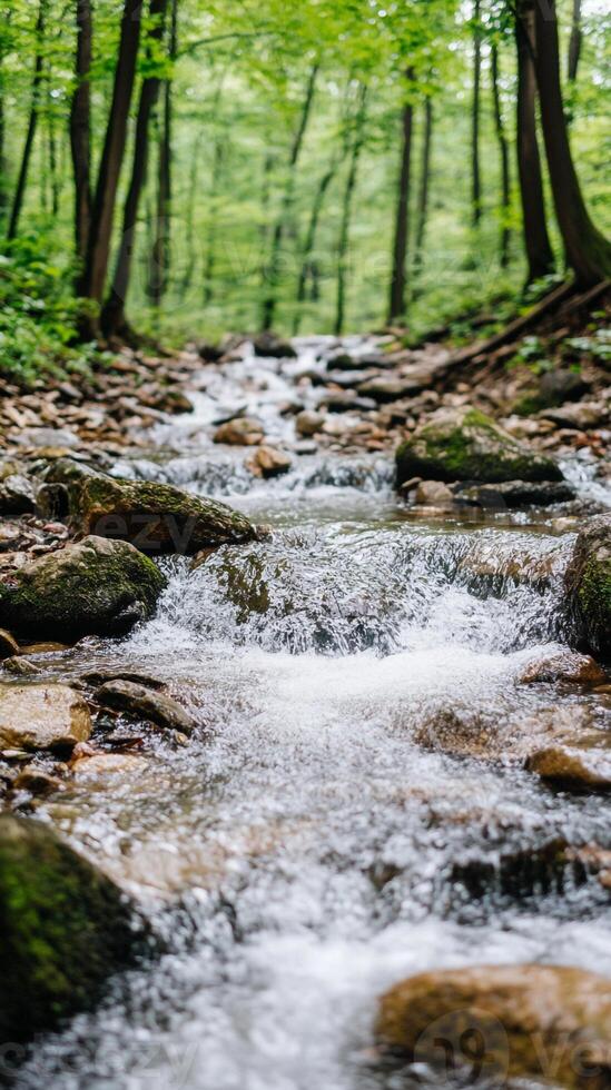 A stream running through a forest with rocks and trees photo