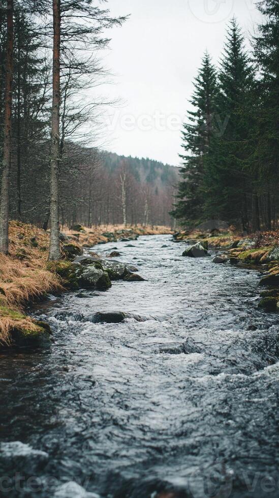 A river running through a forest with trees photo