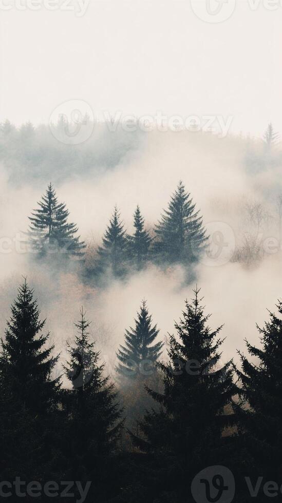 Foggy forest with pine trees photo