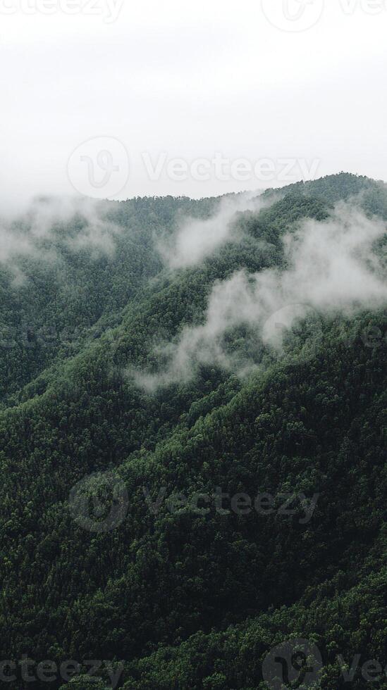 A plane flying over a forested area with low clouds photo