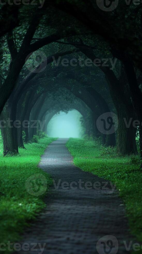 A path through a green forest with trees photo