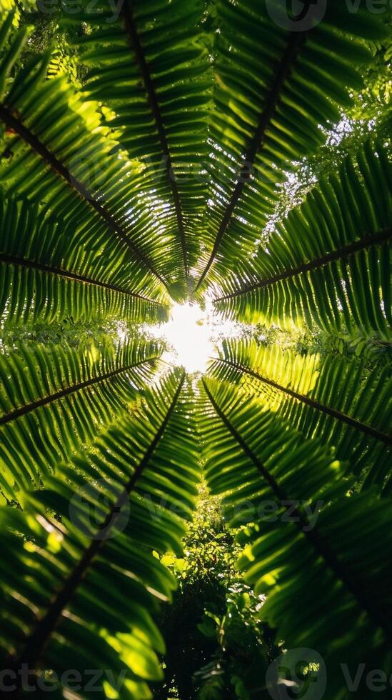 Sunlight shining through fern leaves in the forest photo