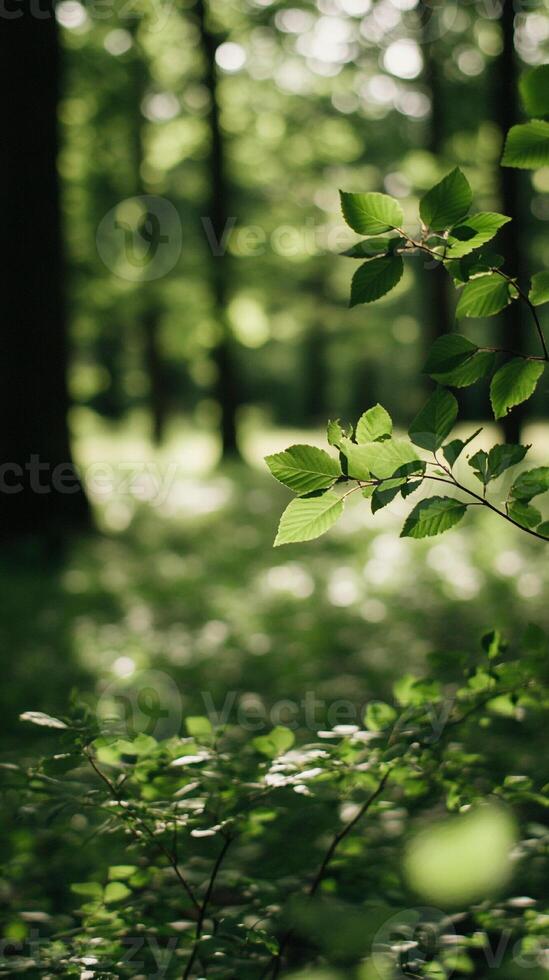 A green forest with trees and leaves photo