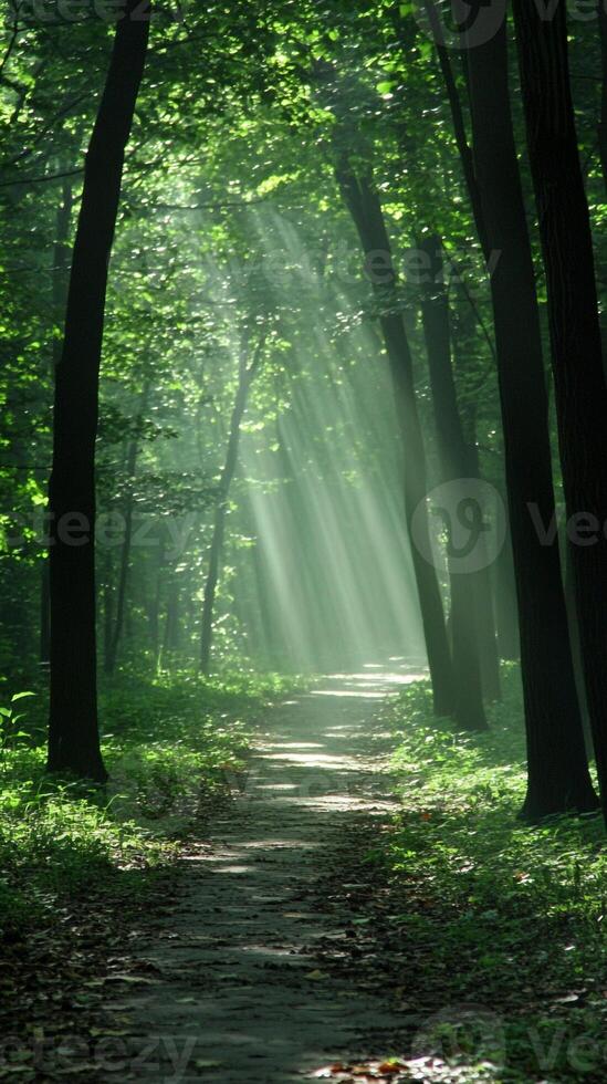 A path through the woods with sunlight shining through the trees photo