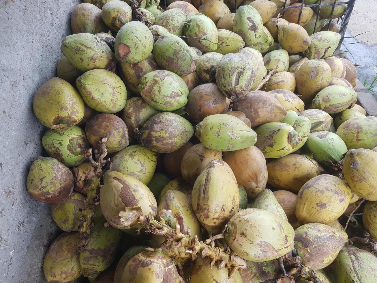 A pile of coconuts sitting on the ground photo