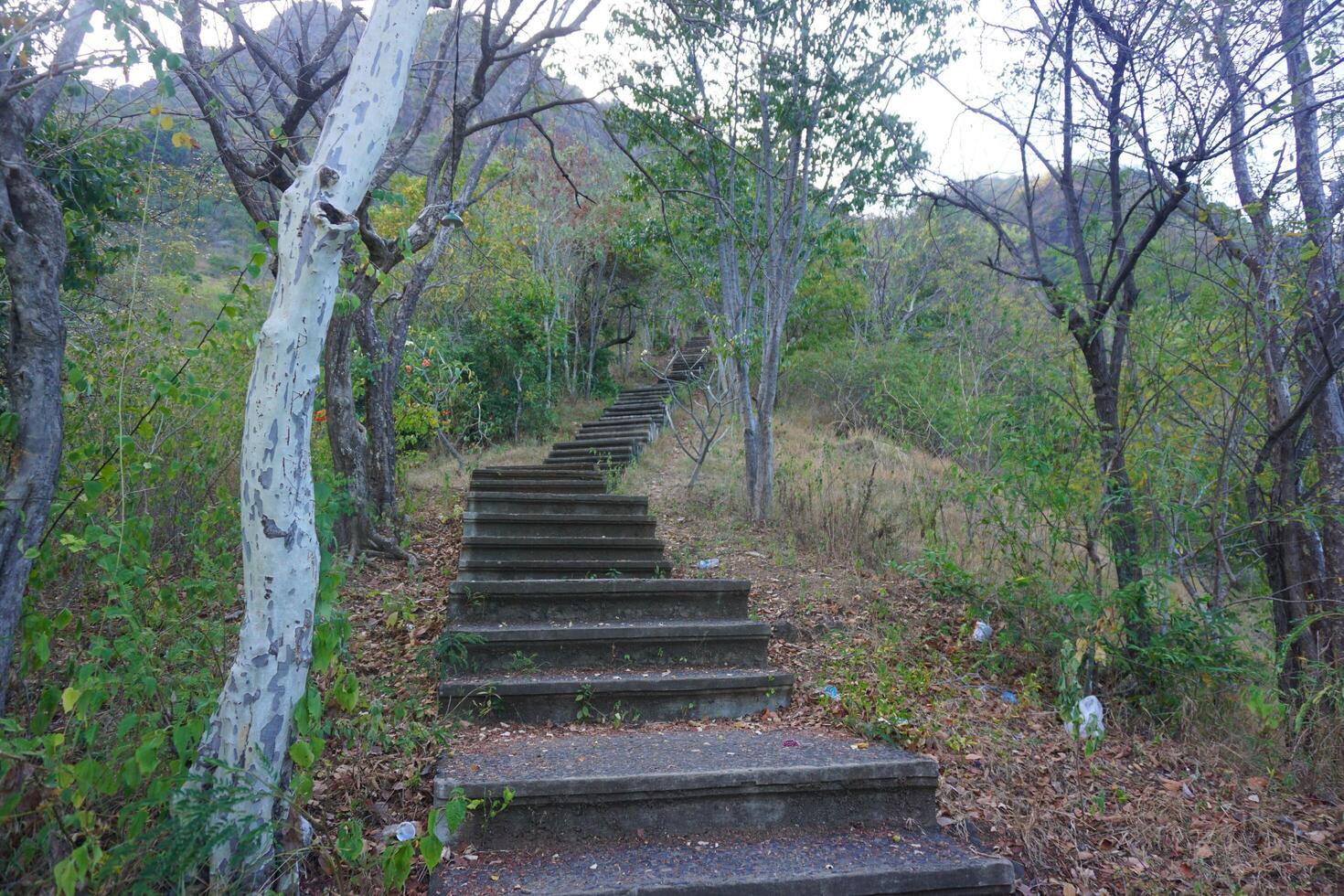 A set of stairs leading up to a hillside photo