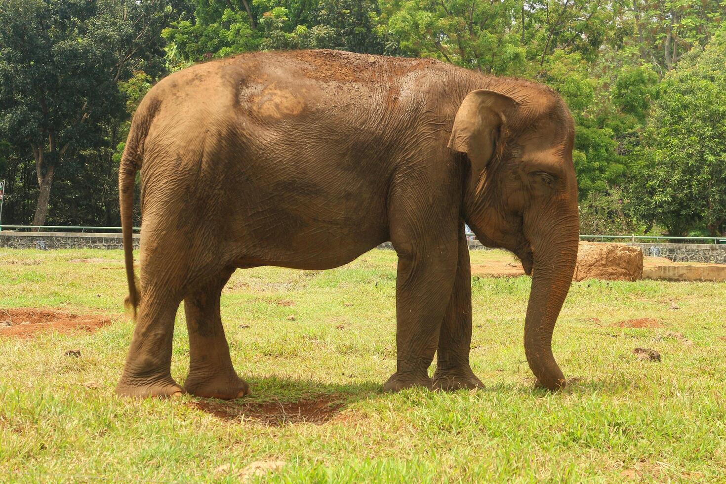 An elephant standing in a field with a fence behind it photo