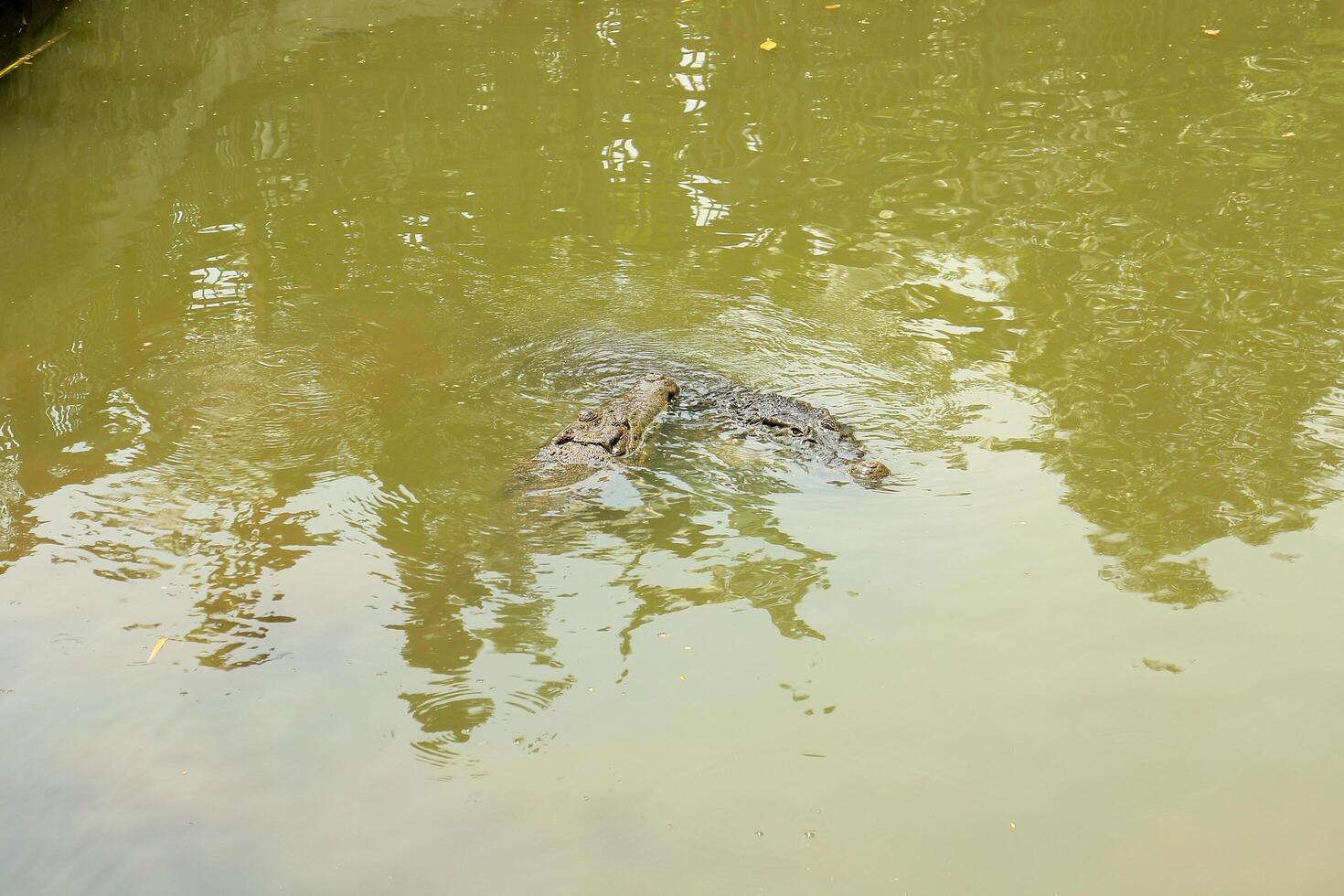 A large alligator swimming in the water photo
