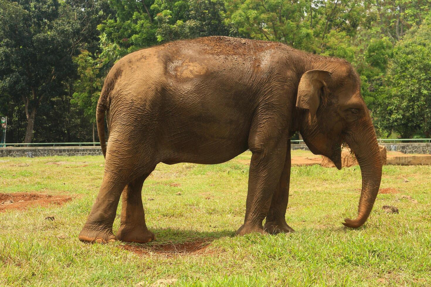 An elephant standing in a field with trees in the background photo