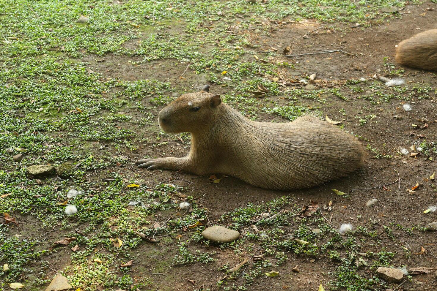 A capybara is sitting on the ground photo