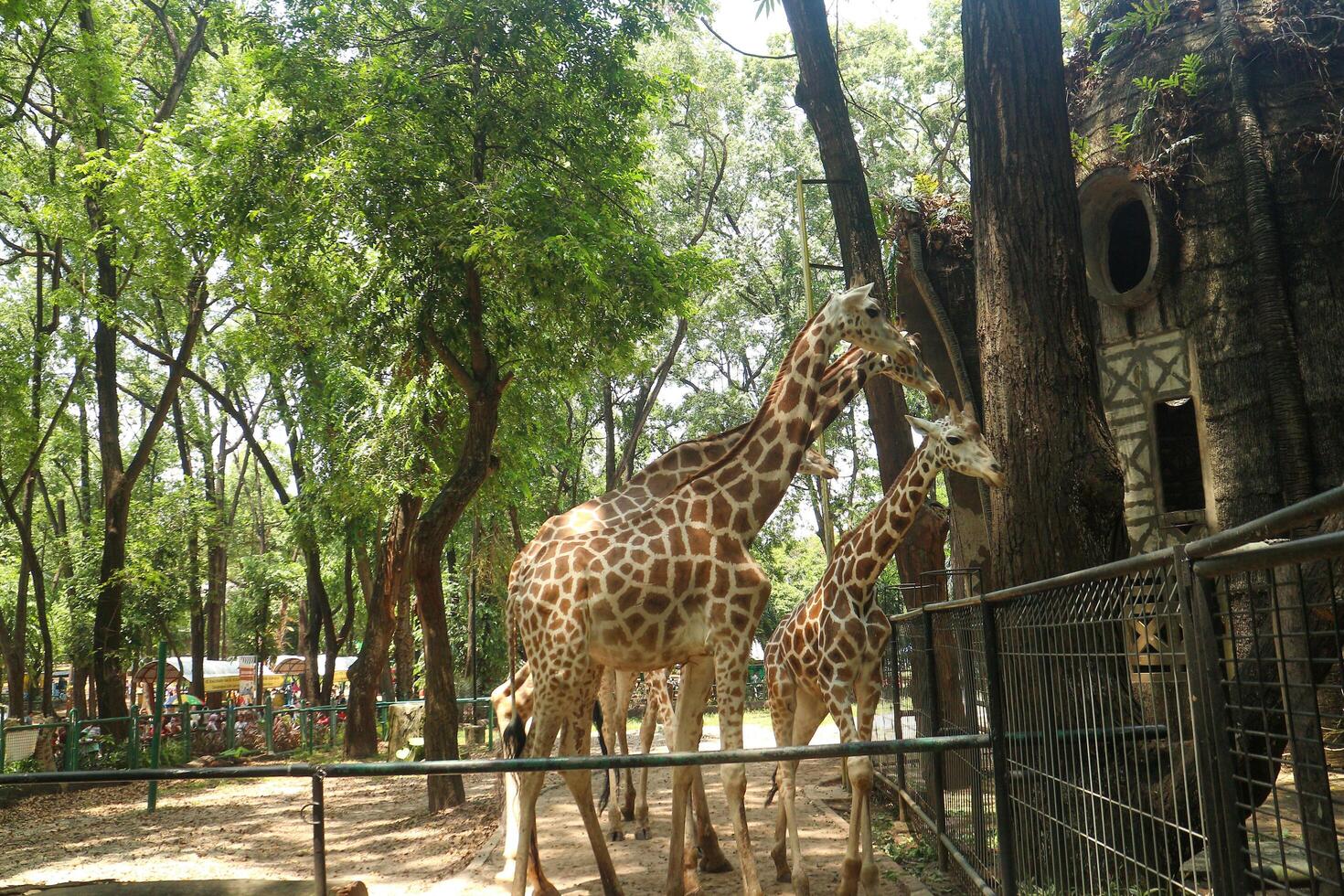 Two giraffes are standing in a zoo enclosure photo