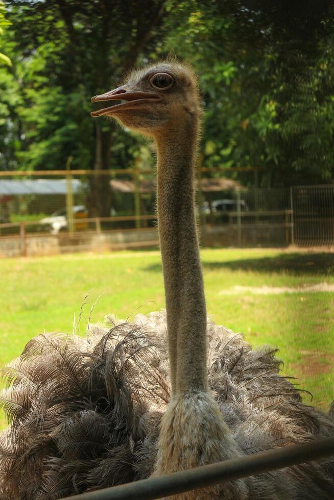 A large bird with a long neck and beak photo