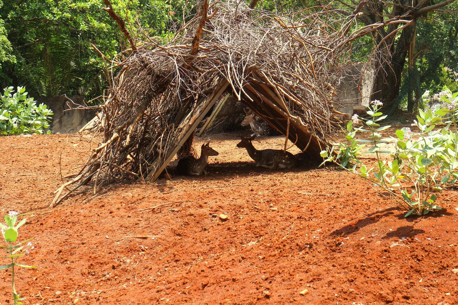 A small hut made of sticks and branches photo