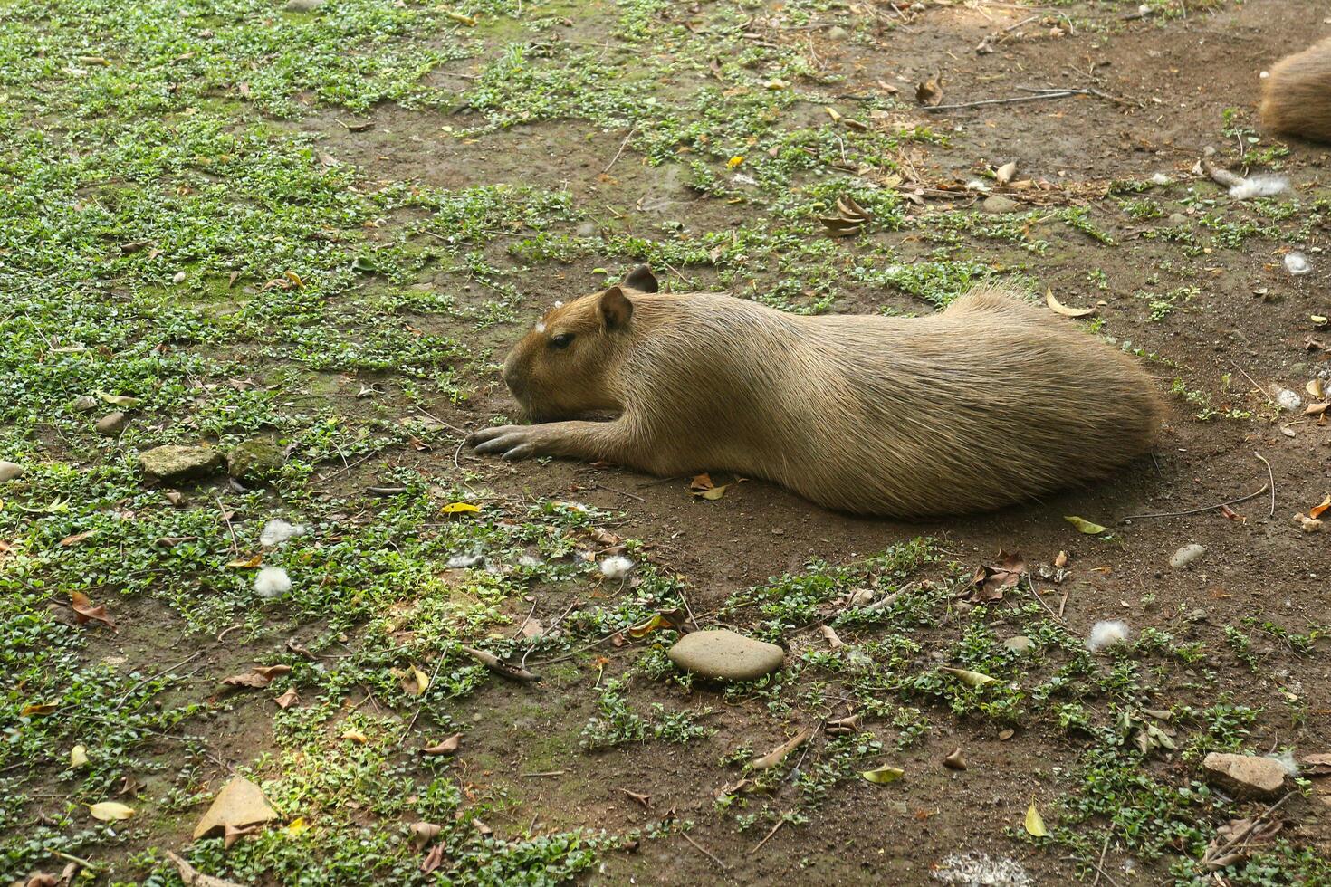 A capybara is resting on the ground photo