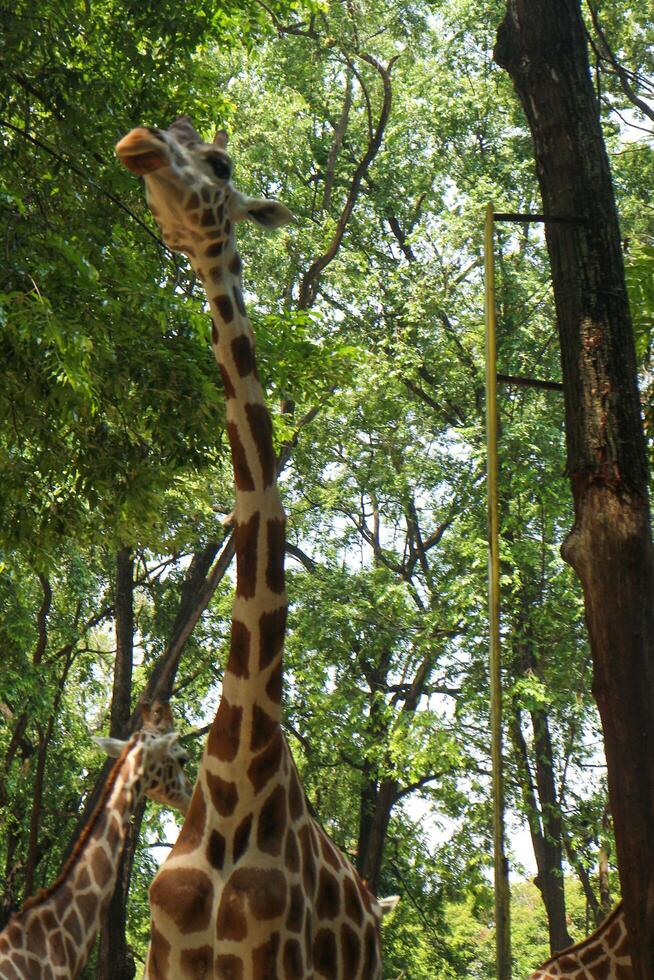 A giraffe standing in a field with trees in the background photo