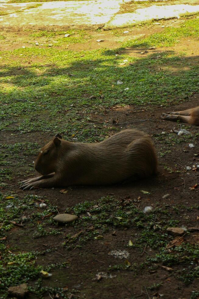 Two animals laying on the ground in a field photo
