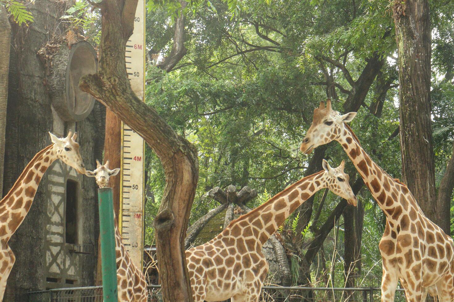 A group of giraffes standing in a zoo photo