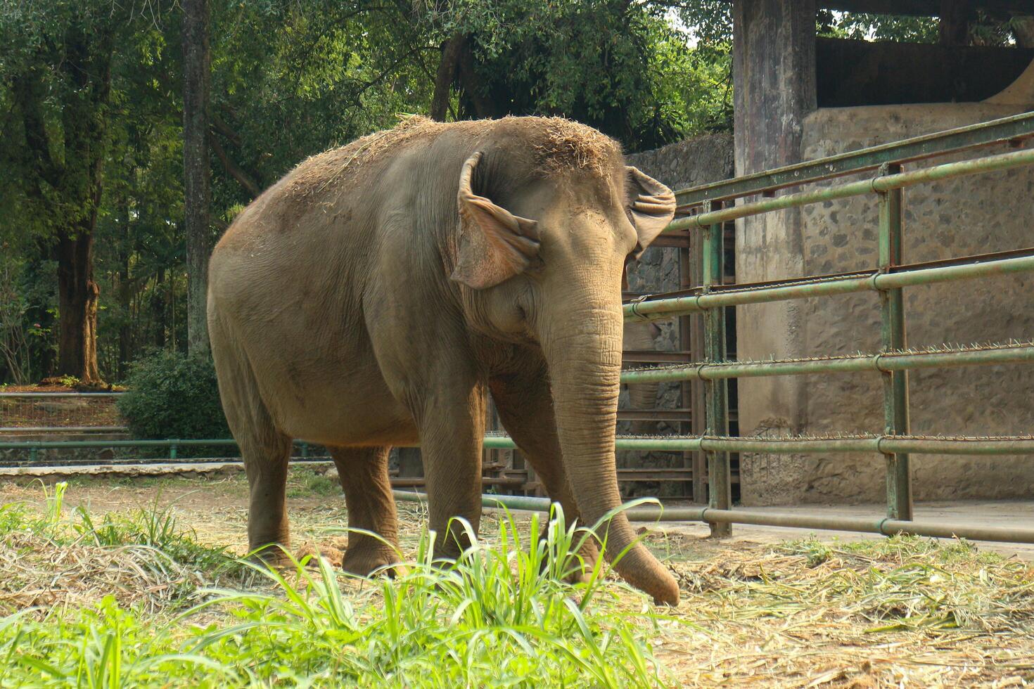 An elephant standing in a pen with a fence photo