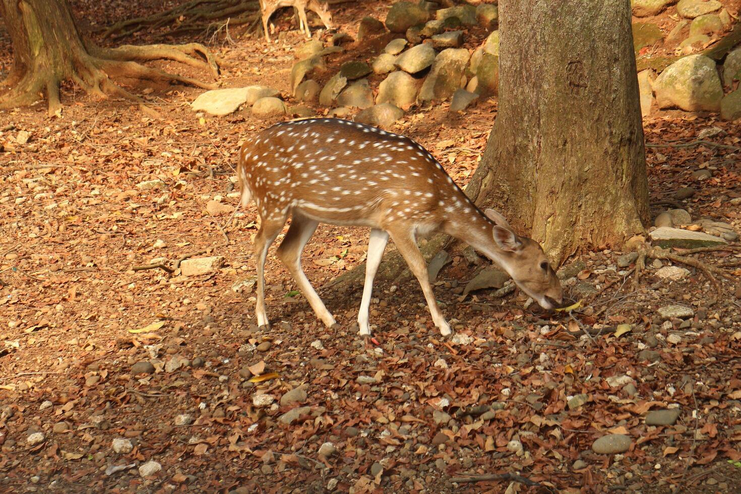 A deer eating leaves in a forest photo