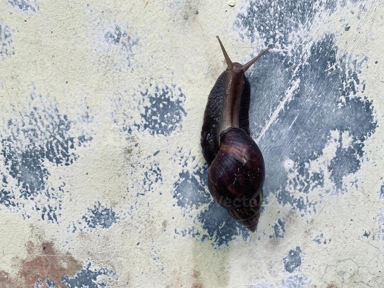 a snail crawls on the wall. photo