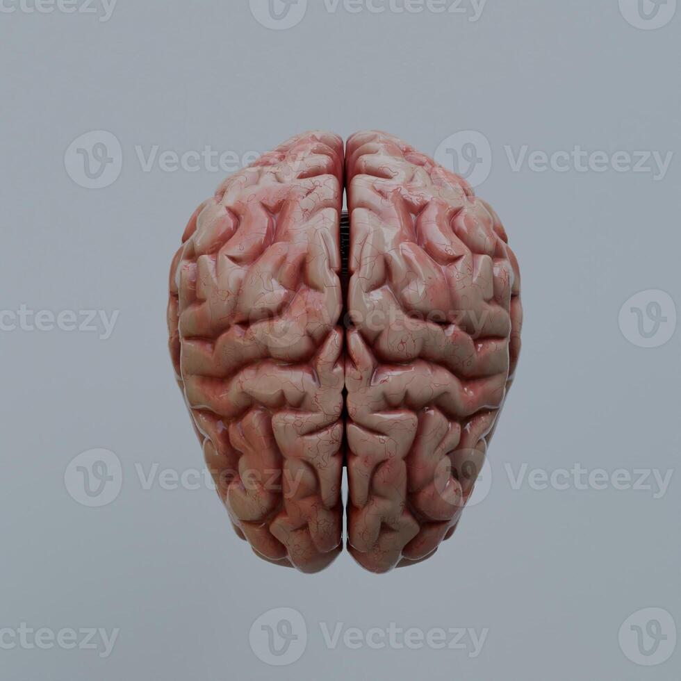 3d Render of human brain photo