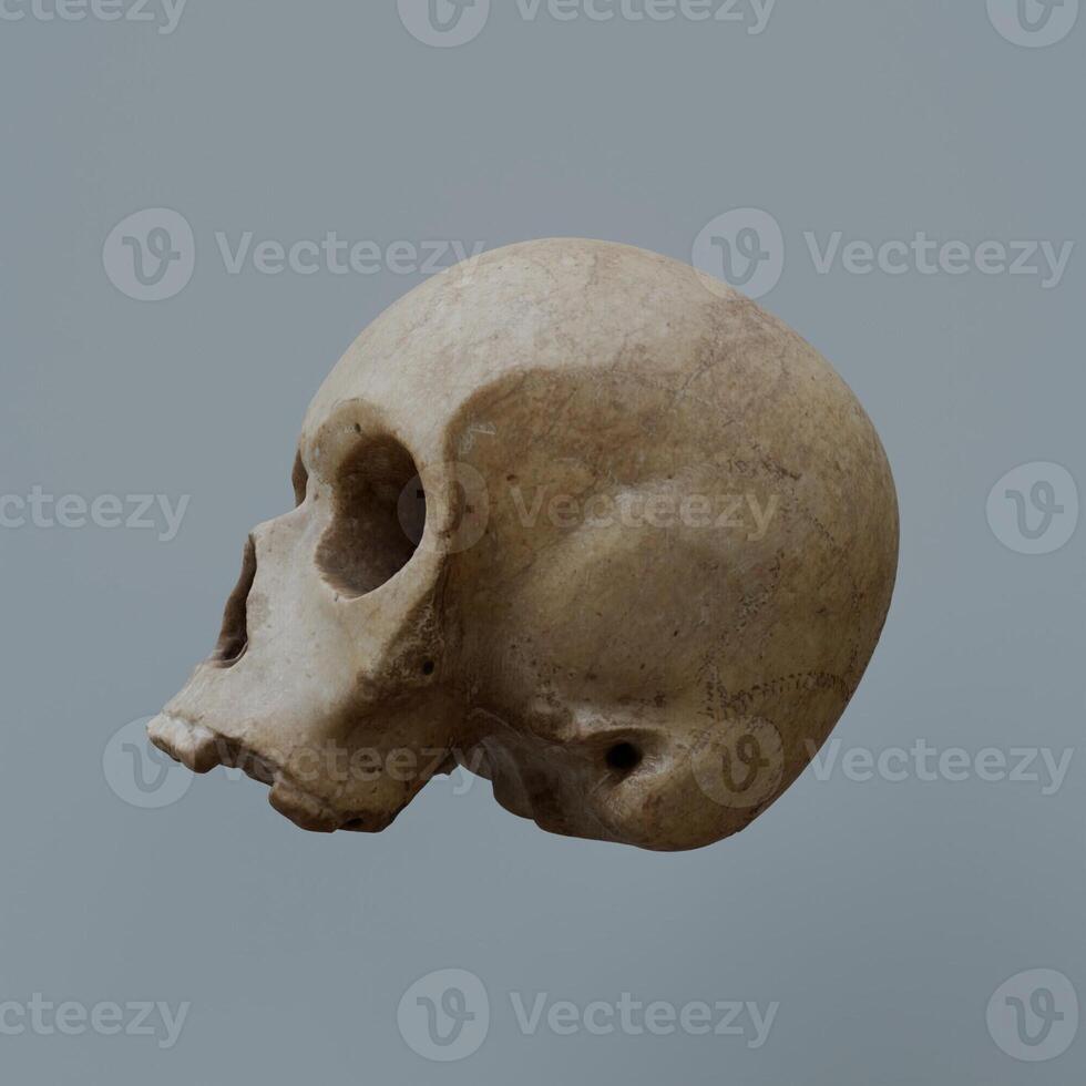 3d Render of skull head photo