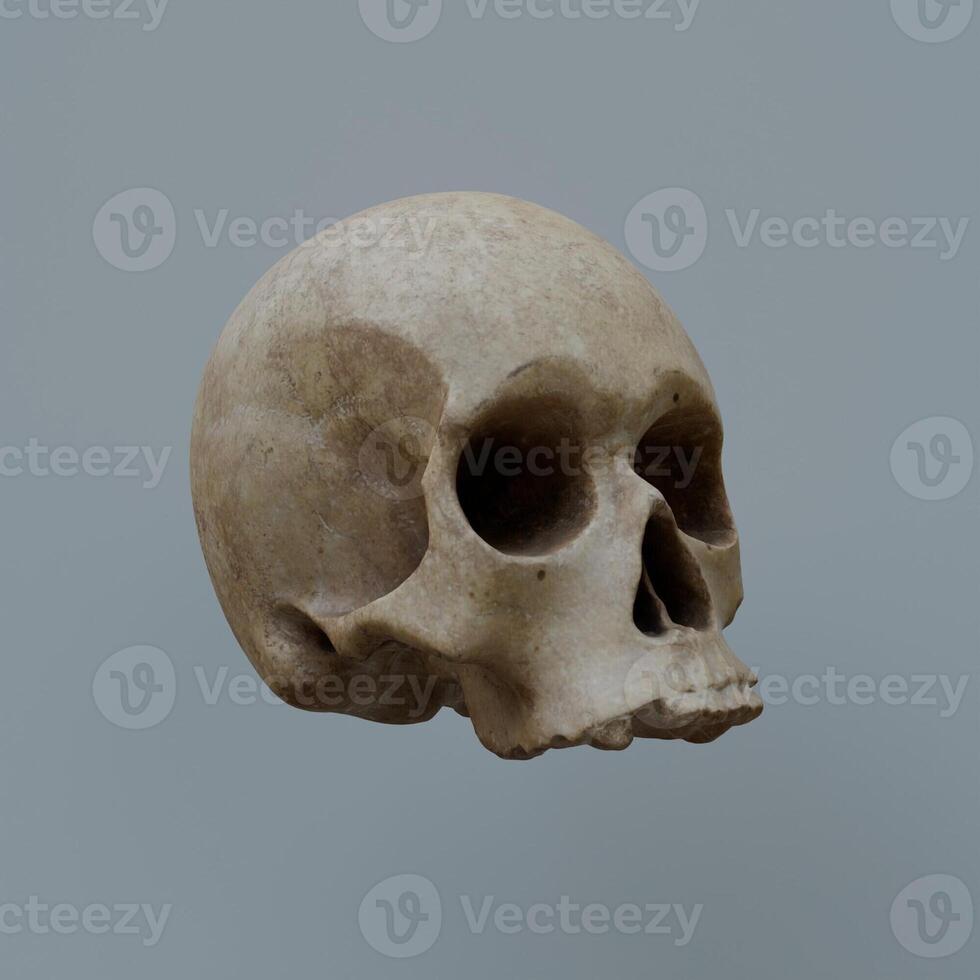 A skull is shown in a 3d model photo