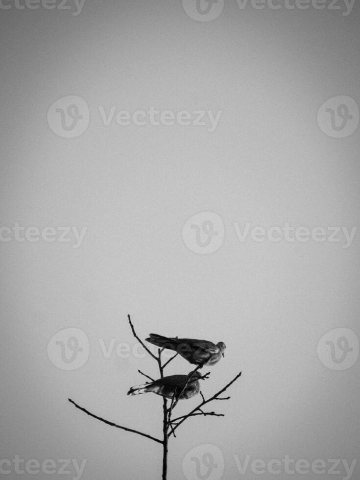 Bird on the tree black and white picture photo
