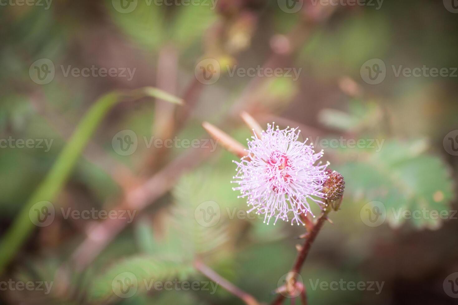 Flower In The home side garden photo