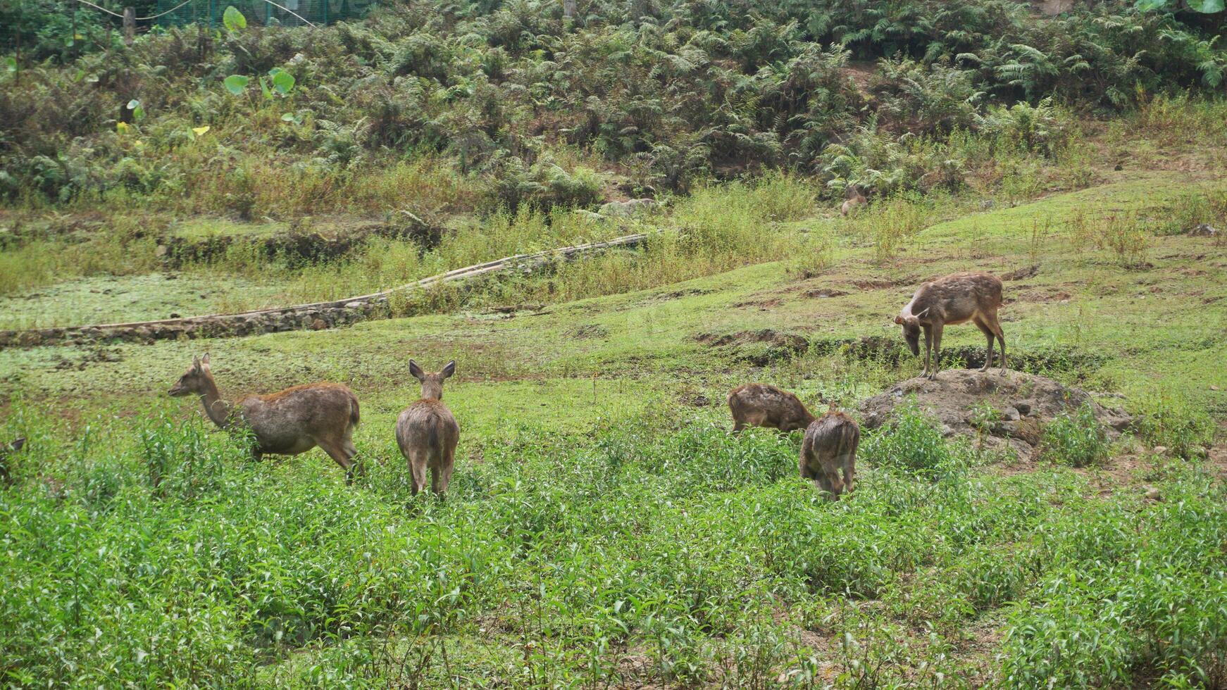 Group of deer standing on field. photo