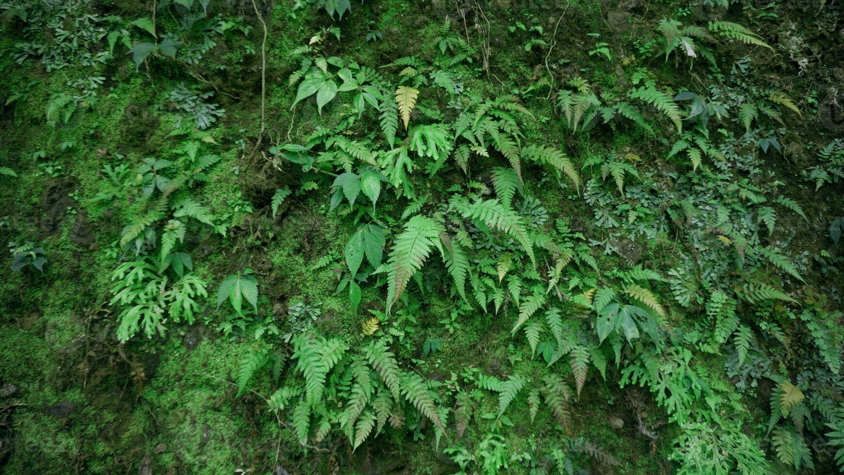 Green ferns in the rainforest of Indonesia. photo