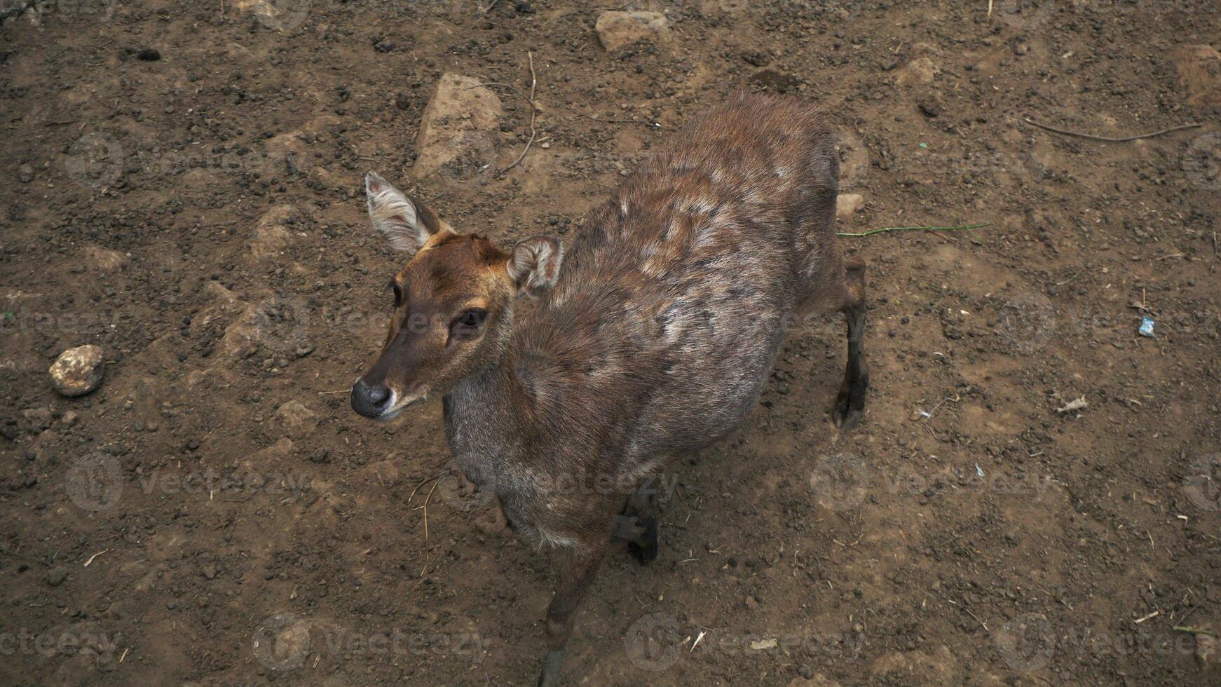 Sika deer in the zoo with ground floor. photo