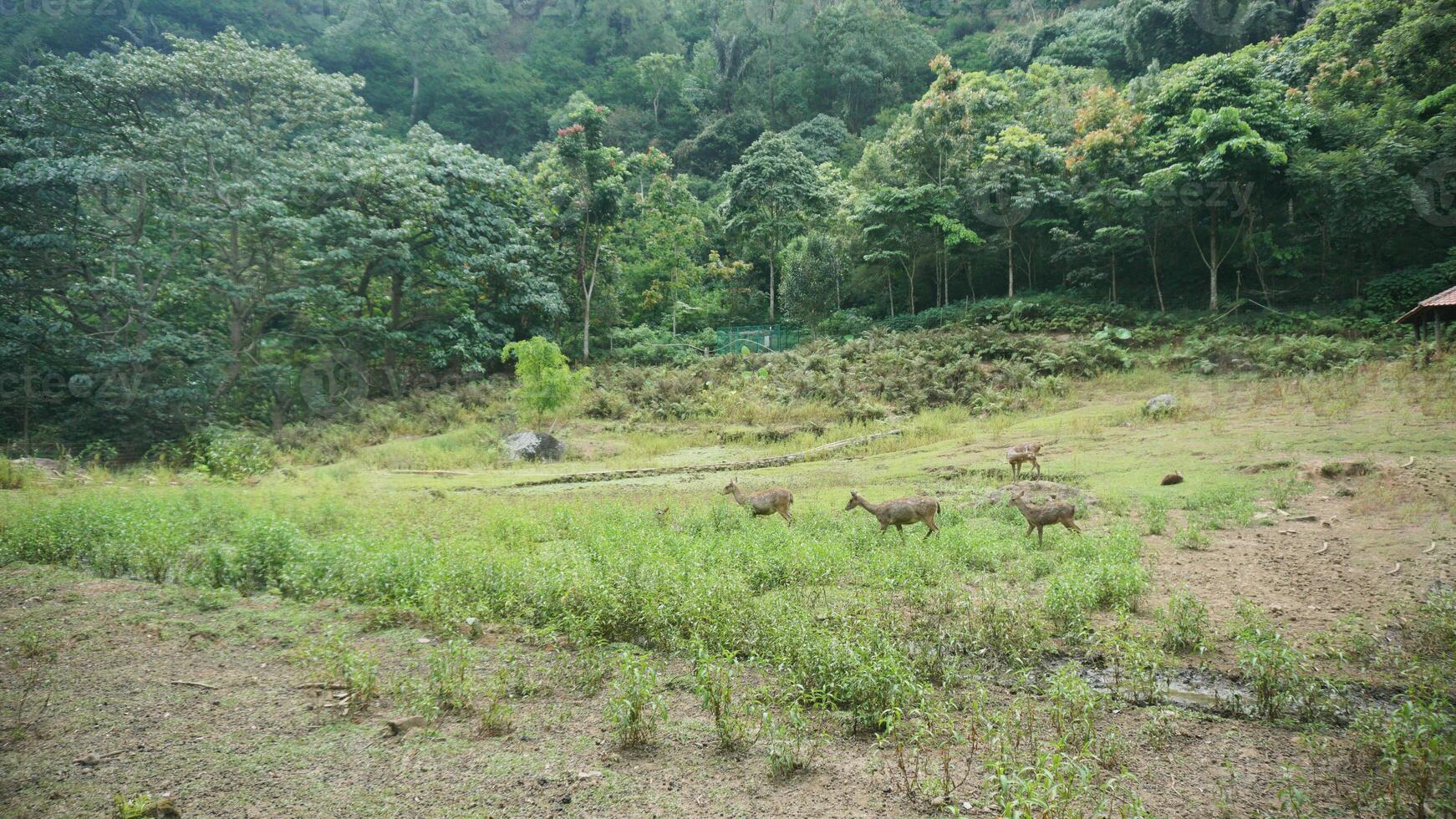 A herd of wild red deer in the distance eating grass with a forest background photo