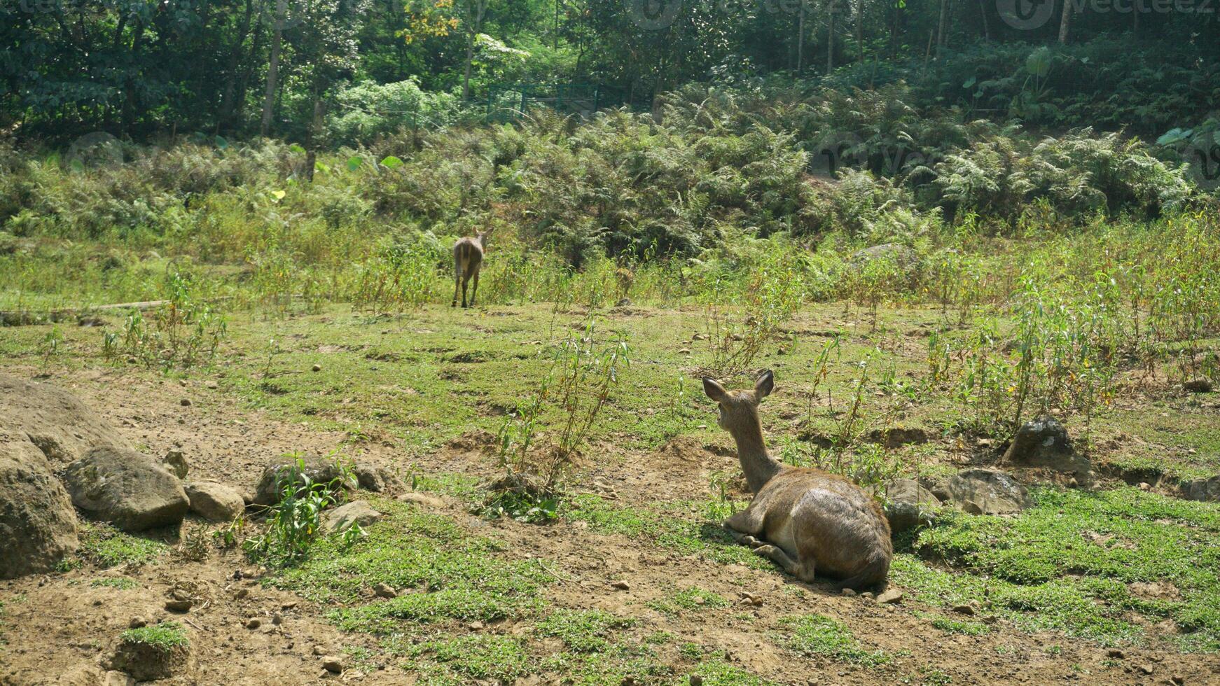 Deer life in the wild. photo